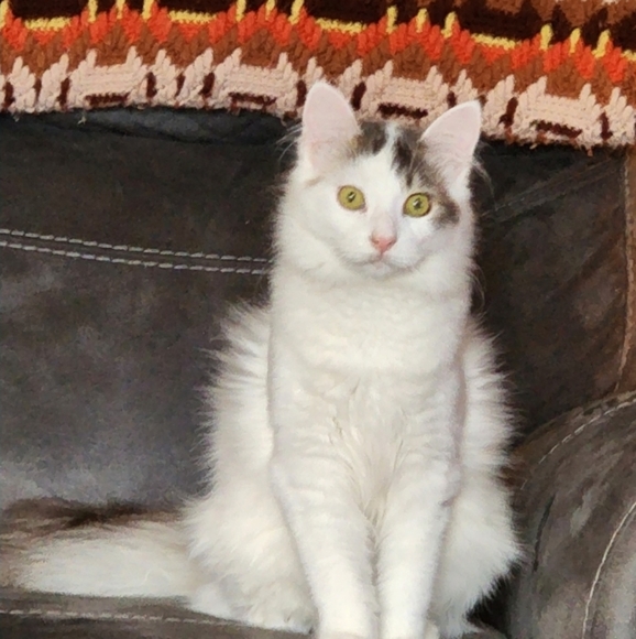 Meet your Posher, Peter - Picture 1 of 1